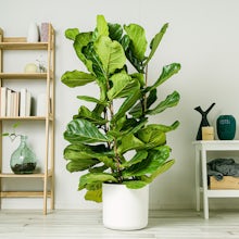 Fiddle Leaf Fig XL related pic