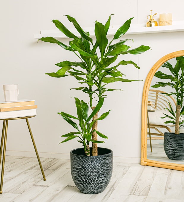 Otoño en casa: Maceteros que transformarán tus plantas en obras de arte
