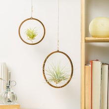 Duo hanging air plant related pic