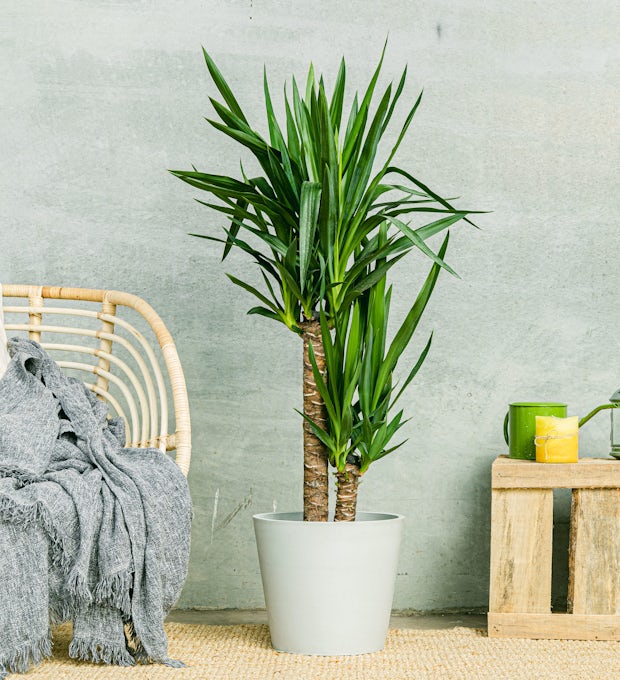 Bellissime piante ornamentali bonsai in vaso per la decorazione di