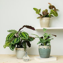 Trio von haustierfreundlichen Pflanzen