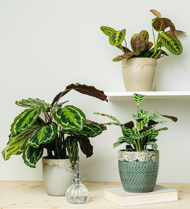 Plant Trio: Pet Friendly Plants