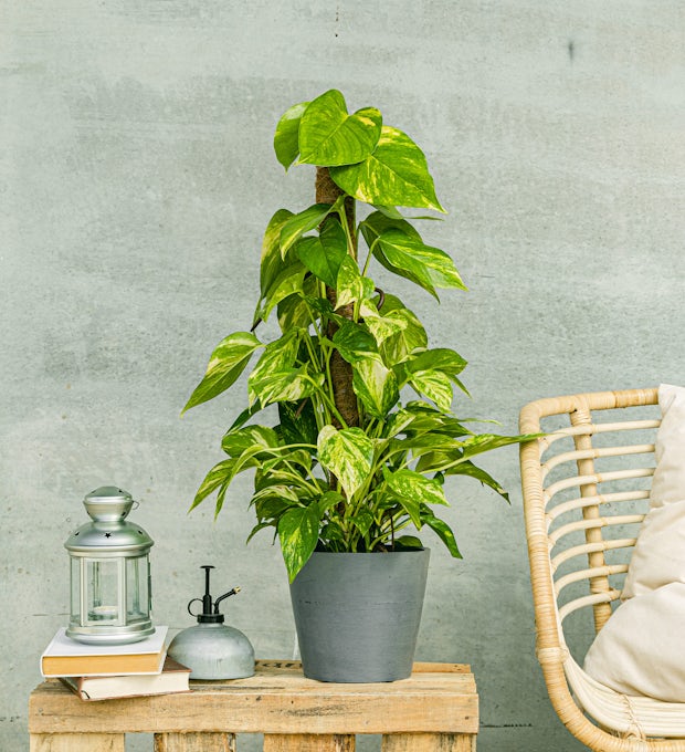 Green Up Your Home Office: 5 Tips for Adding Plants
