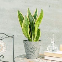 Sansevieria related pic