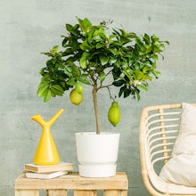 Lemon tree related pic