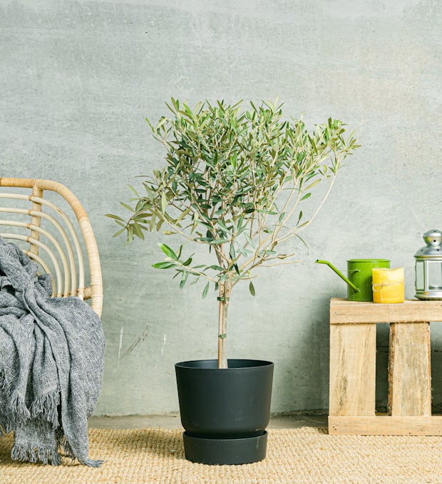 Sai qual è la varietà di albero di giada più resistente da coltivare in  giardino?