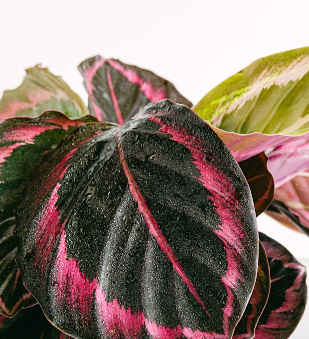 Calathea roosopicta