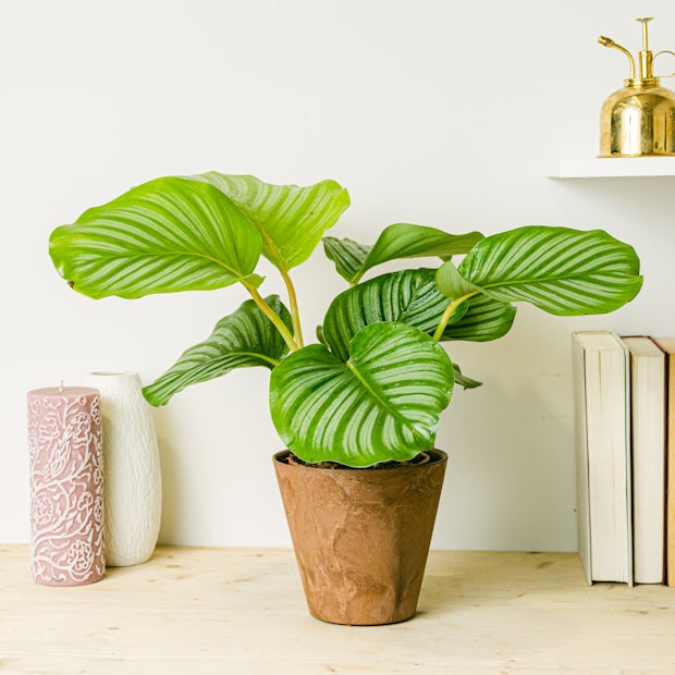 Calathea Orbifolia Pianta Artificiale - Arte Fiore