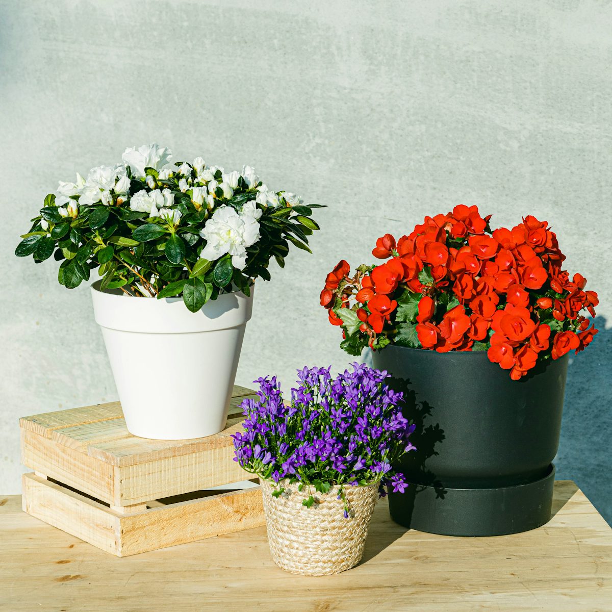 Trio de plantes à fleurs