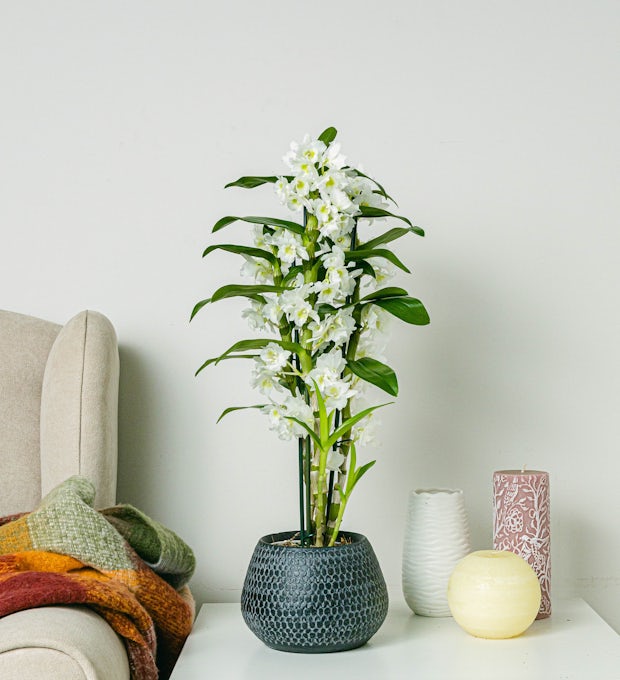 Las mejores ofertas en Decoración Floral Verde Bambú Planta de Interior