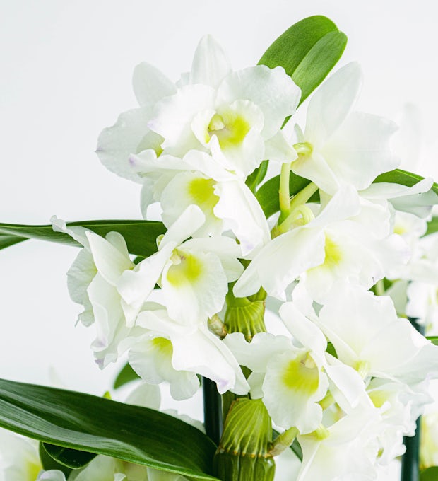 Белая бамбуковая орхидея