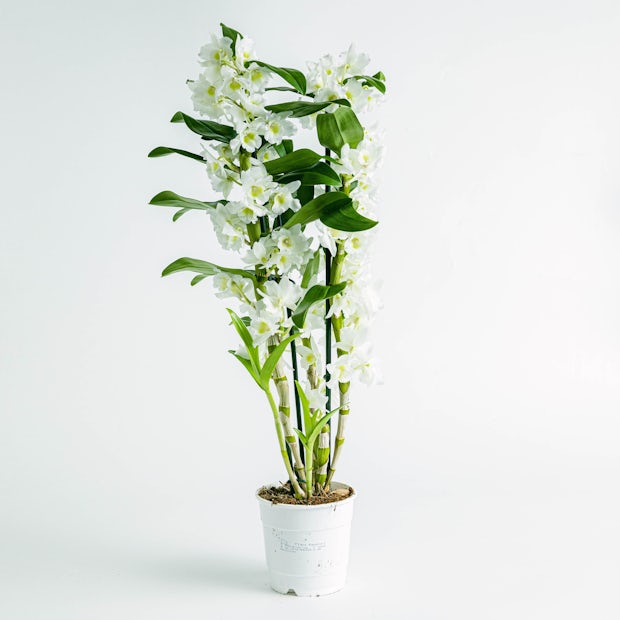 Weiße Bambusorchidee