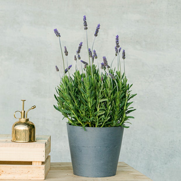 Buy online Lavandula angustifolia - Lavender