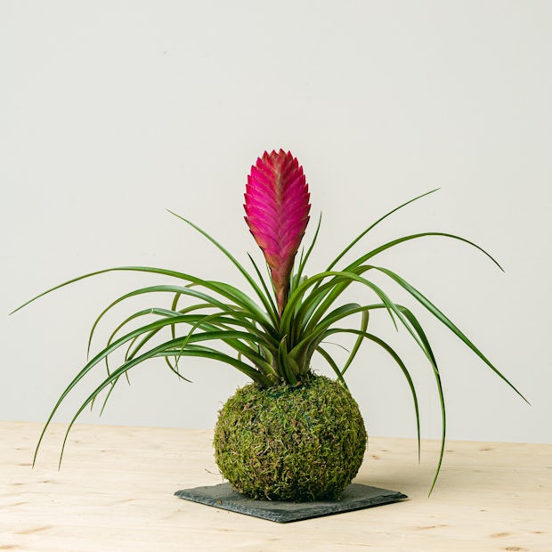 TILLANDSIA