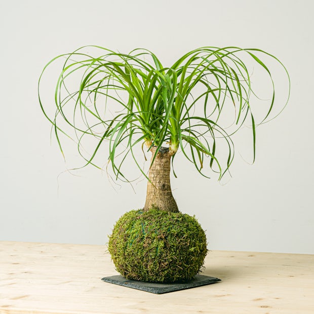 Acquistare Beaucarnea Kokedama