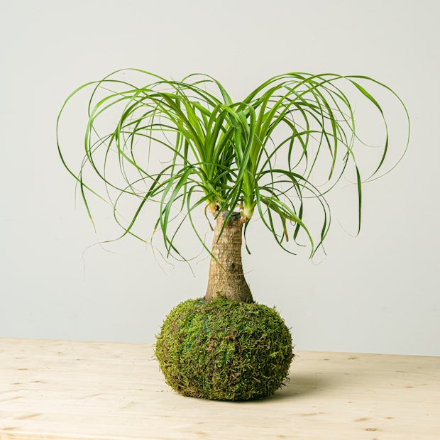 Acquistare Beaucarnea Kokedama