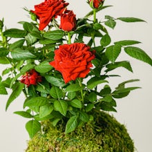 Куст розы Кокедама