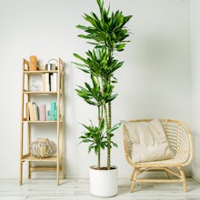 Dracaena Fragrans - Ornemental related pic