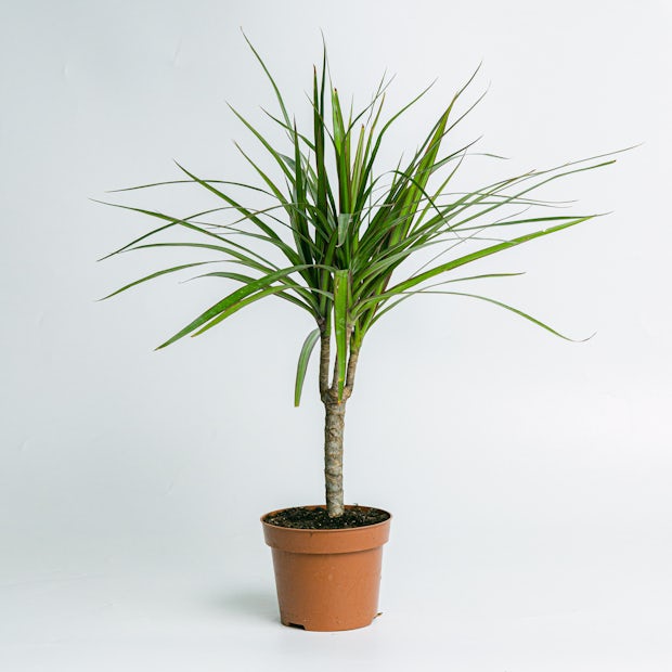 Dracaena Marginata - Plante résistante