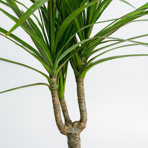 Dracaena Marginata - Odporna roślina