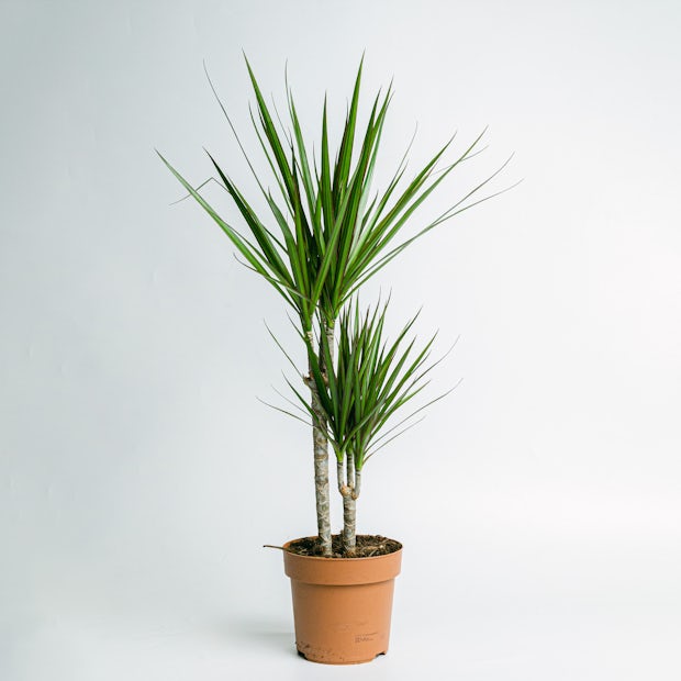 Dracaena Marginata - Robuste Pflanze