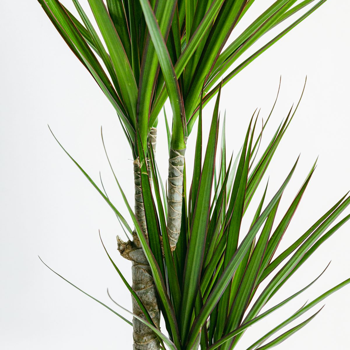 Dracaena Marginata - Odporna roślina