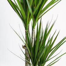 Dracaena Marginata - Robuste Pflanze