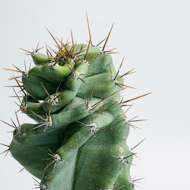 Spiralny kaktus