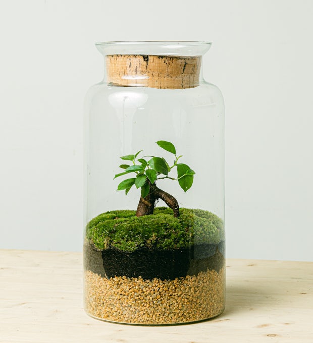 Terrarium Eco