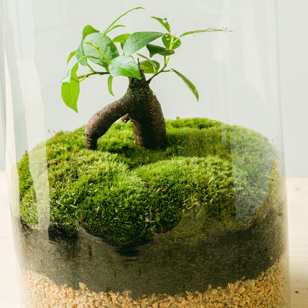 Buy online Terrarium Natura Green