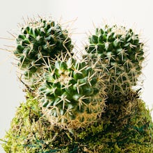 Kaktus Kokedama