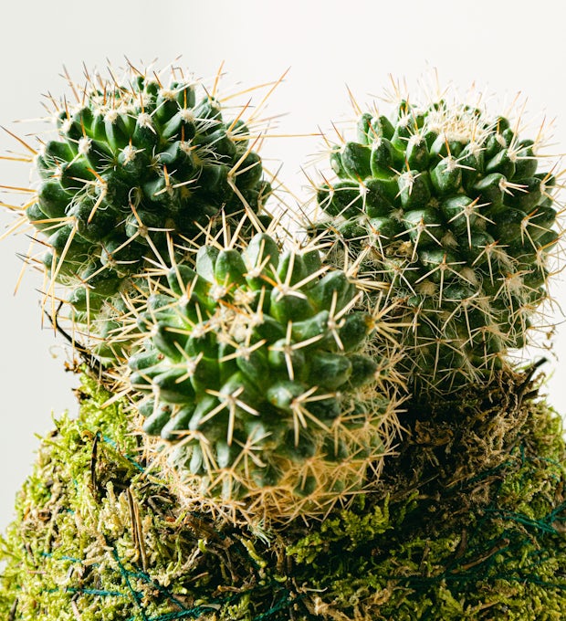 Cactus Kokedama