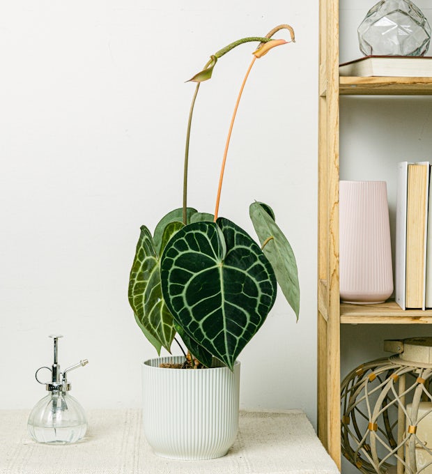 Arreda la tua casa con stile prendendoti cura dell'aria che respiri, grazie  a queste bellissime piante da interno 