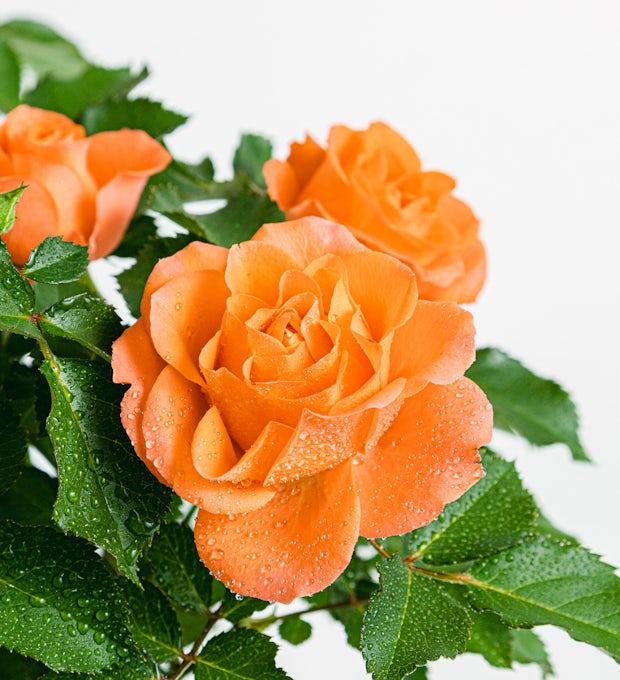 Rosa Juwel Patio Orange
