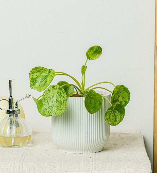 Pilea Mojito