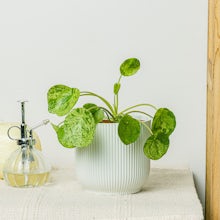 Pilea Mojito related pic