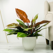 Philodendron Prince d'Orange related pic