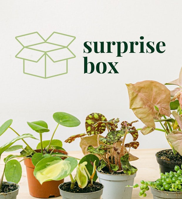 Mystery Box 6 Mini-Pflanzen