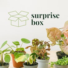 Mystery Box (4 małe rośliny) related pic