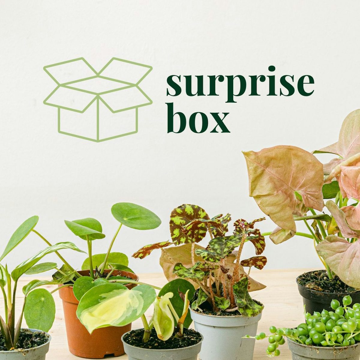 Mystery Box (4 małe rośliny)
