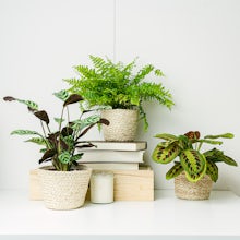 Trio de plantes : maisons avec... related pic