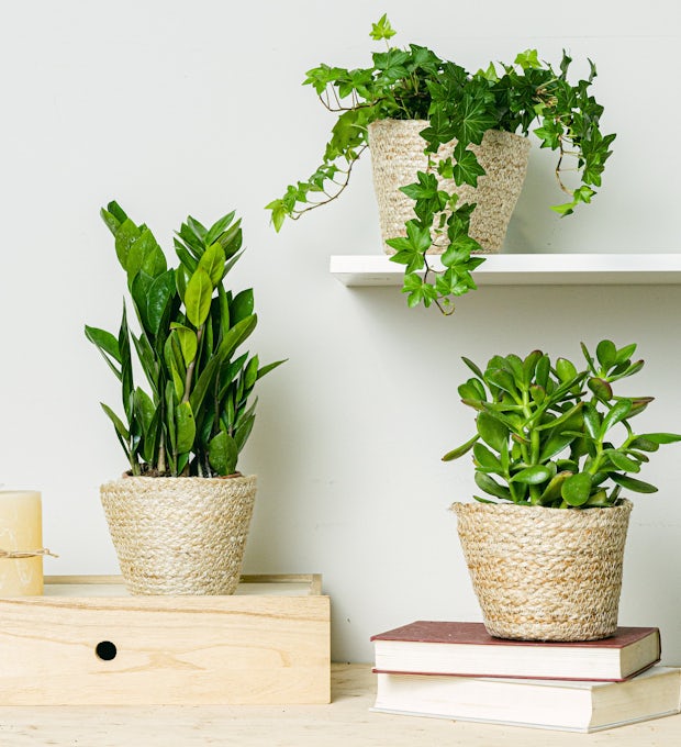 Plant Trio: Ideal for Beginners