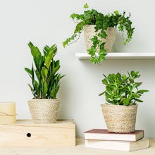 Trio de plantas: ideal para principiantes