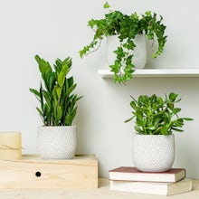 Trio de plantas: ideal para principiantes