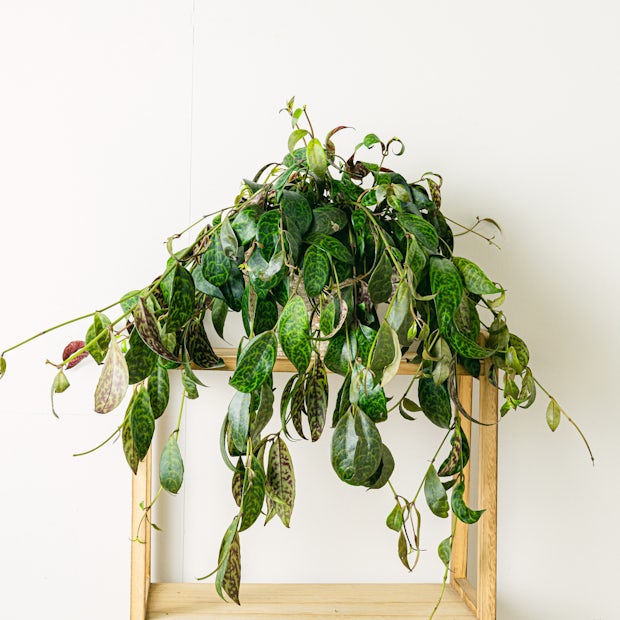 Plante pour suspension : aeschynanthus