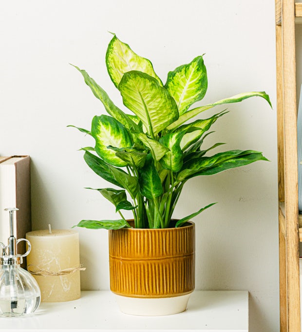 Dieffenbachia Camille