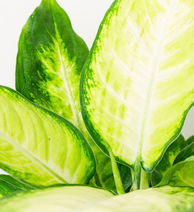 Dieffenbachia Camille