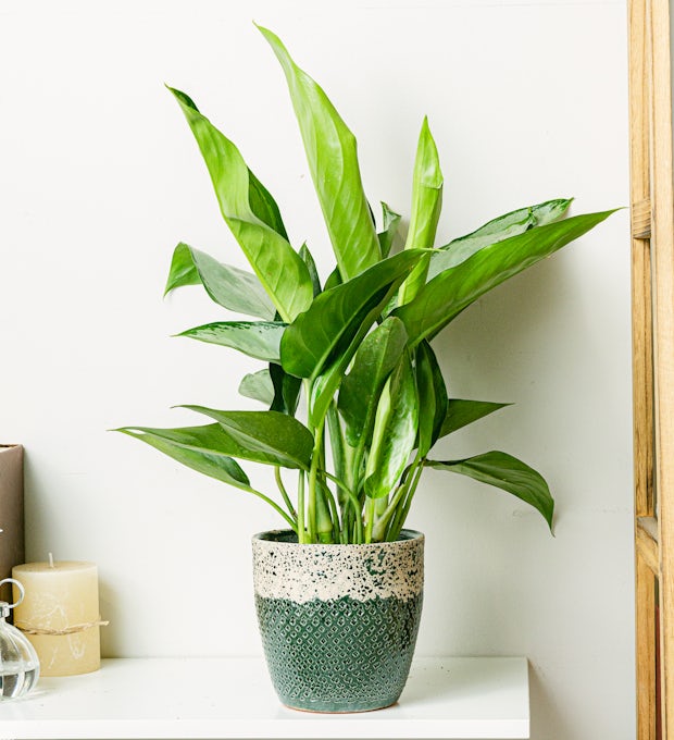 Aglaonema Silver Queen