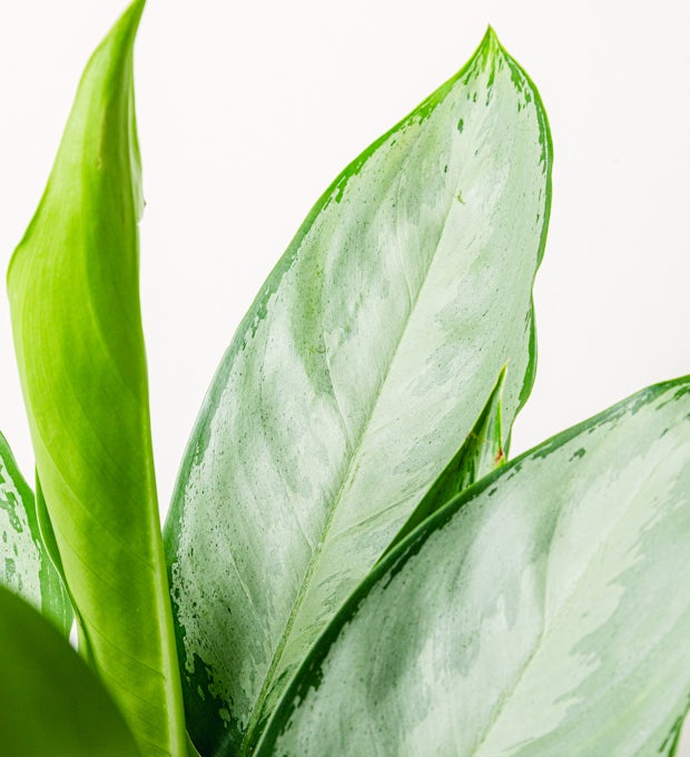 Aglaonema Silver Queen