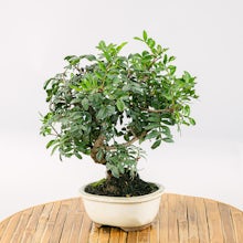 Bonsai 7 years old Pistacia le... related pic